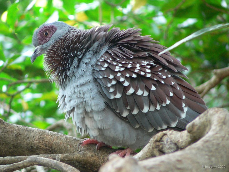 10.16- Pigeon endemique.JPG